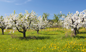 6-Tage-Seniorensonderreise <strong>- NEU -</strong> - Zur Kirschblüte 